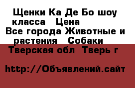 Щенки Ка Де Бо шоу класса › Цена ­ 60 000 - Все города Животные и растения » Собаки   . Тверская обл.,Тверь г.